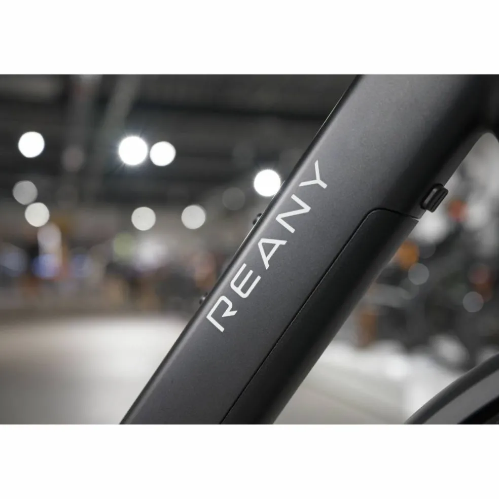 Reany V1 Daily